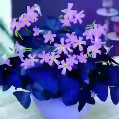 Oxalis